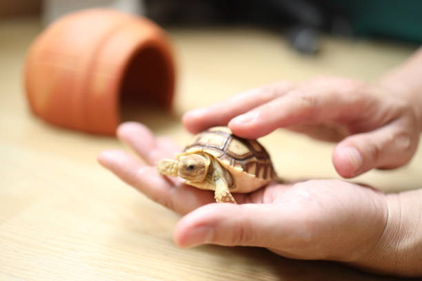 istock The Sulcata tortoise 2172573604
