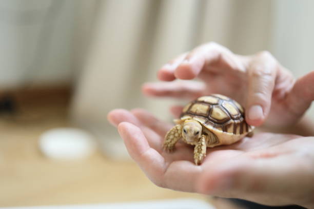 istock The Sulcata tortoise 2172573622