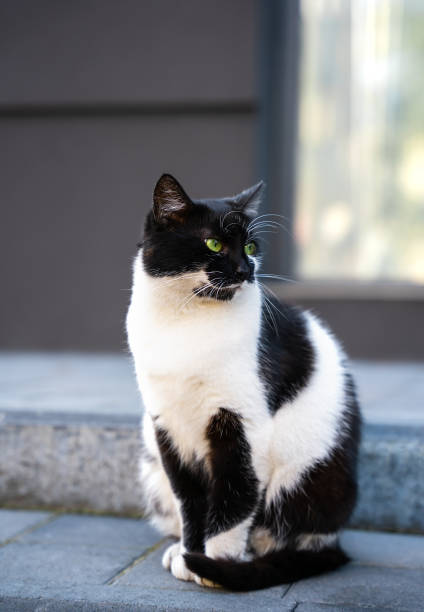 istock A black and white cat sits near the house. Close-up. Selective focus. 2172573802