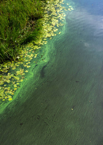 istock algal bloom of water pollution 2172576975