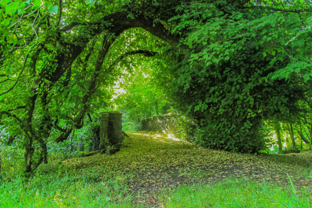 A stone bridge surrounded by lush green foliage in a Leitrim forest. The bridge is almost hidden under the arching branches of the trees, creating a serene and natural tunnel effect.