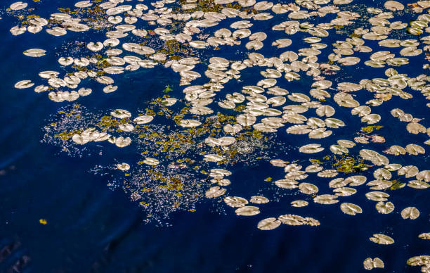 istock Water lilies natural background. Beauty at river, creative view 2172577485
