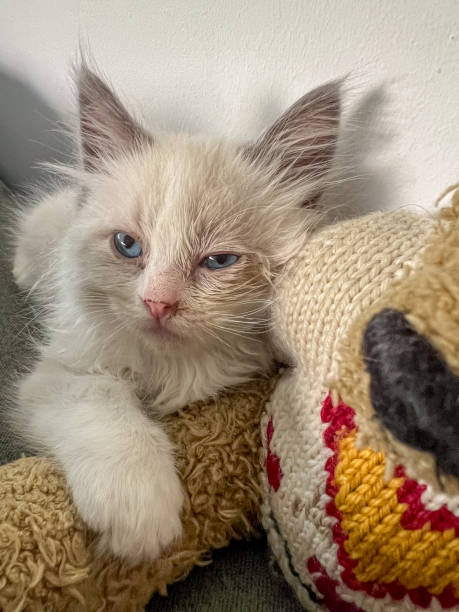istock Kitten Snuggling with a Stuffed Toy 2172577818