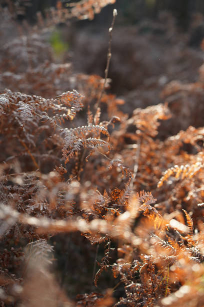 close-up of a forest fern