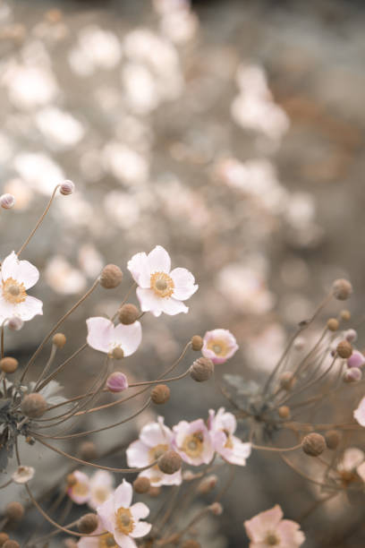 istock Delicate background with pink flowers 2172581169
