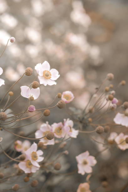 istock Delicate background with pink flowers 2172581181
