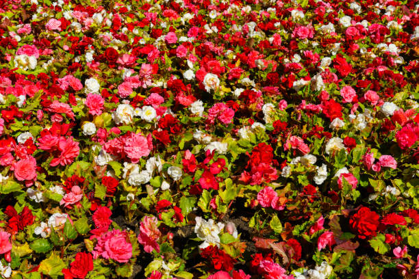 istock Flower bed with blooming decorative flowers. 2172581925