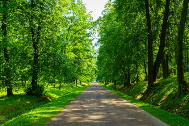 istock A dirt path through a park with lush green trees during the daytime in summer. 2172581989