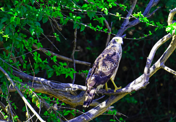 istock Juvenile Crested Serpent Eagle, on alert, in Yala, Sri Lanka.. 2172582121