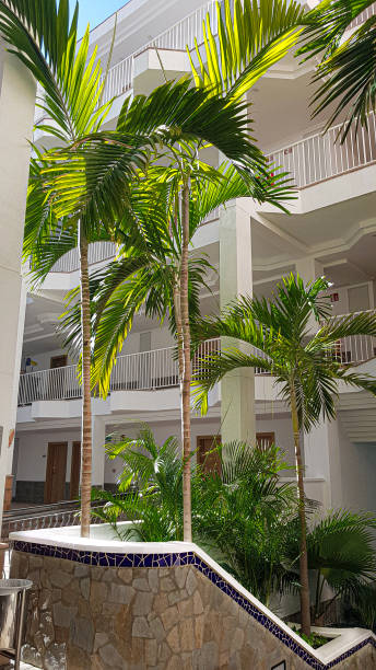 istock Caribbean landscapes and palms 2172589178