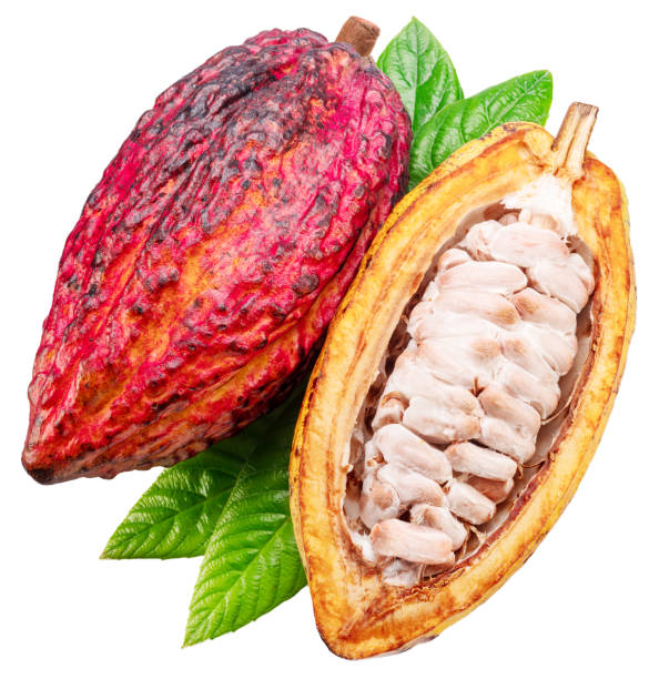 istock Fresh red opened cocoa pod over green leaves isolated on white background. Clipping path. 2172590619