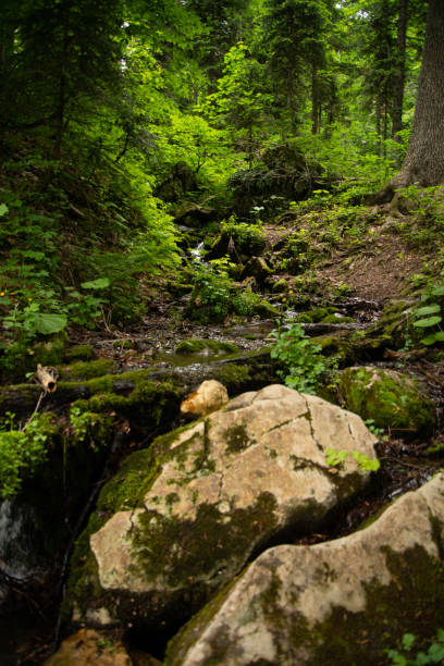 istock Autumn landscape in a mountain forest. 2172595992