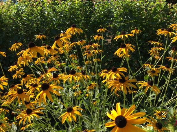 istock Yellow flowers in the sun rays 2172598141