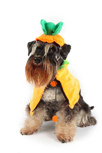 istock dog in a pumpkin costume 2172599844