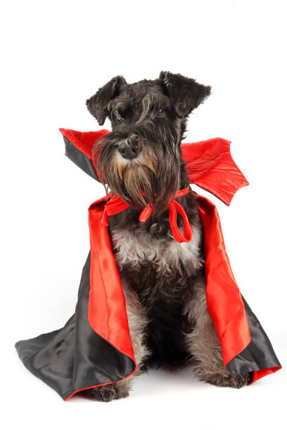 istock schnauzer dress in Dracula isolated on white 2172599850