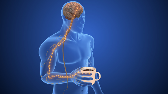 Peripheral Perception Peripheral Sensory Network For Tactile Perception Stock Photo ...