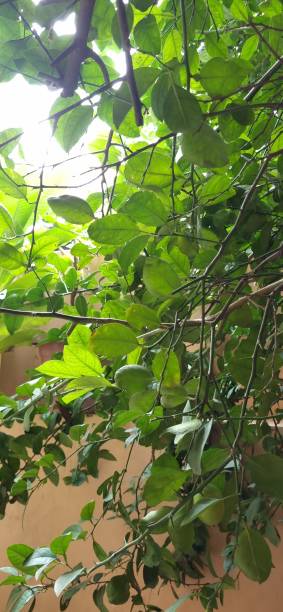 istock plant nature closeup 2172608137