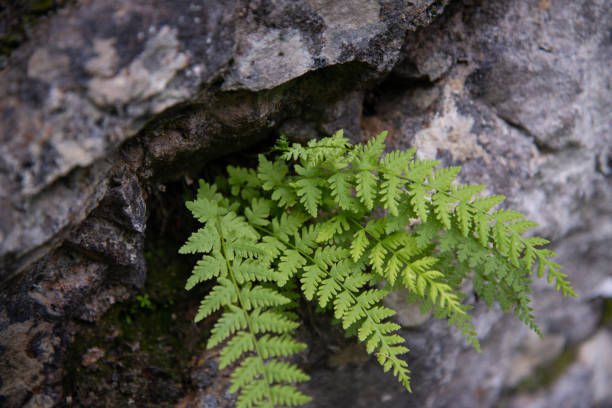 istock Caucasus National Park. Beautiful nature. Spring. 2172611424