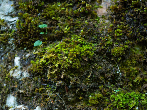 istock Caucasus National Park. Beautiful nature. Spring. 2172611588