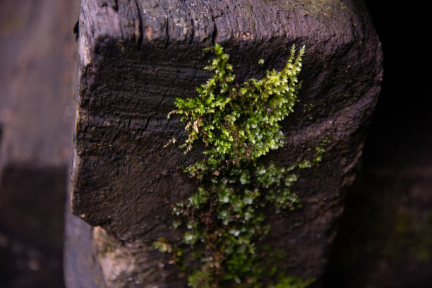 Tree trunk background and texture