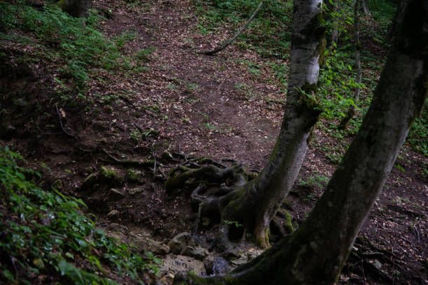 Caucasus National Park. Beautiful nature. Spring.