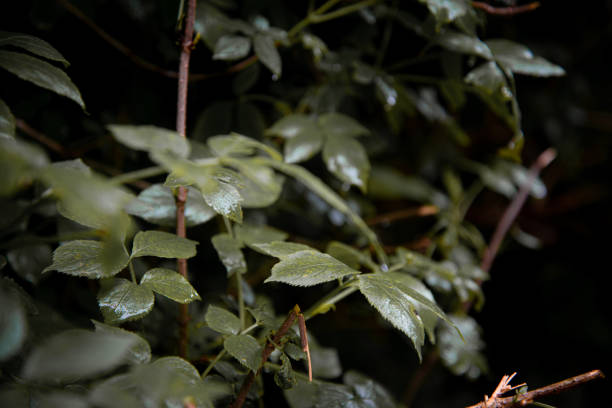 istock Plants in an old mountain forest in the early morning. 2172614093