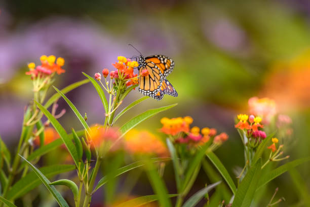 istock Colorful and Excitement 2172619791