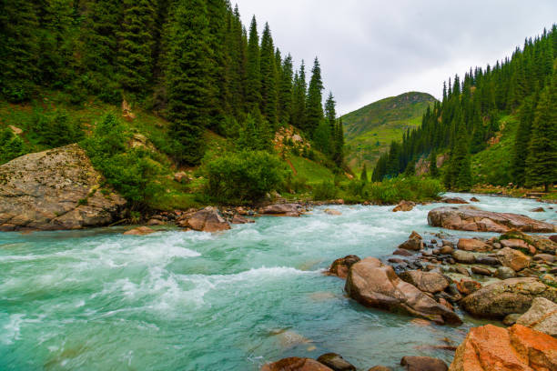 rainy weather summer mountain river landscape with rocks on river banks and spruce forest on mountain slopes