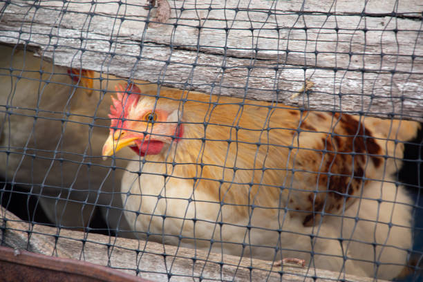 Look of a hen locked in a henhouse