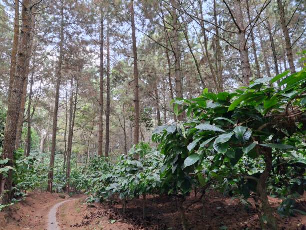 istock pine forest with coffee plantations underneath, pine plantations intercropped with coffee plants 2172625006