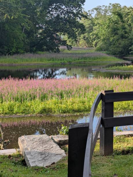 istock The Pond from zoomed out 2172628066