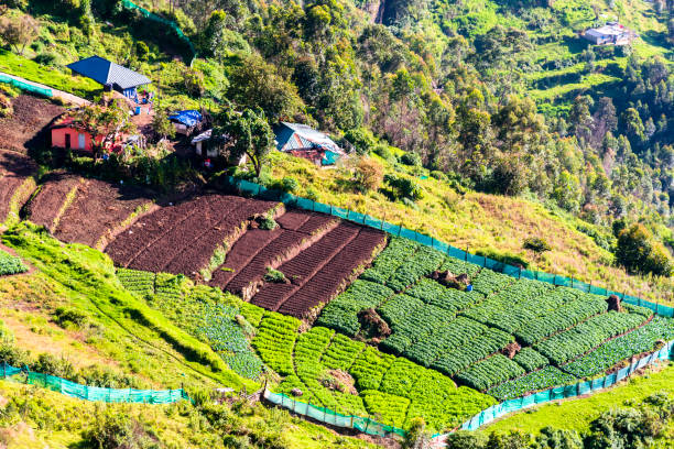 Scenic terace farms of Munnar in Kerala.Vattavada village is famous for terace farming