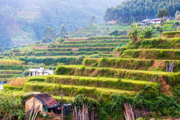Scenic terace farms of Munnar in Kerala.Vattavada village is famous for terace farming