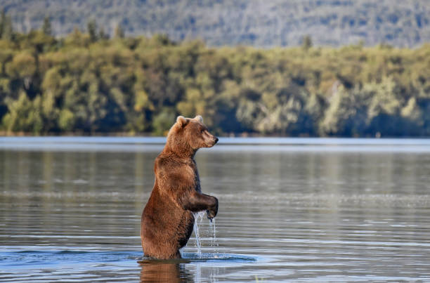 A brown Bear is seen standing in thigh high water.  The water is dripping from the front paws of the carnivorous animal.  The bear is looking for salmon in the lake.  This photo was taken in Katmai National Park in Alaska.