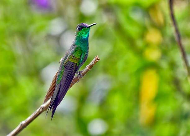 istock Violet-fronted Brilliant hummingbird perching in a natural garden 2172629562