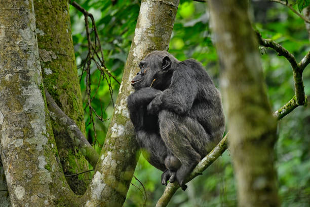 A wild Endangered  (IUCN 3.1) African chimpanzee is seen sitting on a tree limb.  The great Ape is looking straight with its arms crossed.  The wild animal appears to be concentrating.  The entire animal can be seen in sharp focus in this photo. The chimpanzee in this photo is wild.