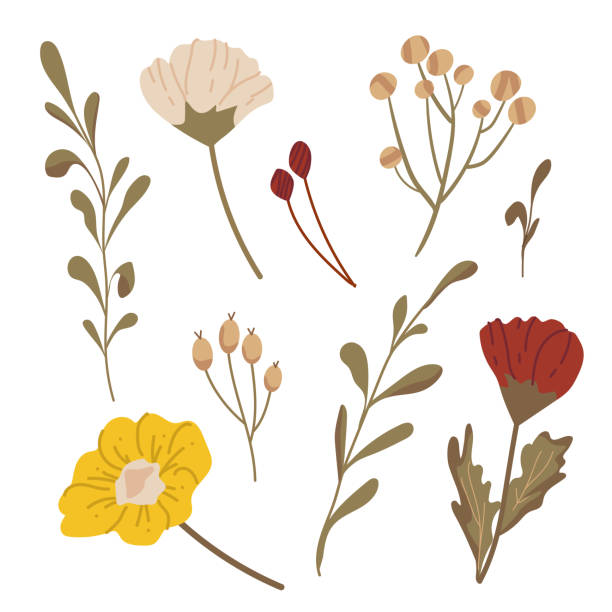 Autumnal set of various twigs with leaves and flowers. Set of vector decorative botanical elements in autumn colours. Botanical design for advertising, stickers, brochures, event design, greeting card silhouette of a fall leaves black and white stock illustrations