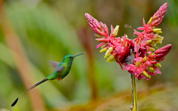 istock Peruvian booted racket-tail hummingbird about to extract nectar from a red and yellow flower in a natural flower garden 2172629850