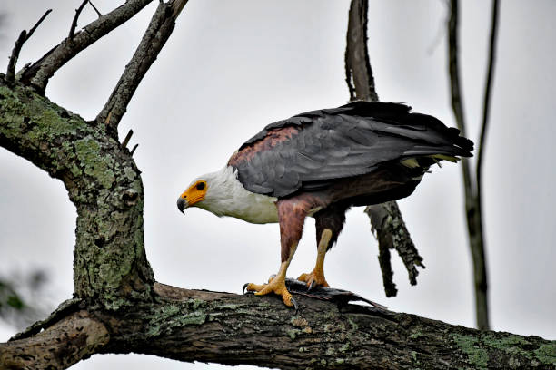 An African Fish Eagle is seen holding a fish in this photo.  The bird is high up in a tree.  The claws of the bird are clearly visible.  The large predator bird is holding the fish in its right claw.  The bird has similar features than that of the American Bald Eagle.