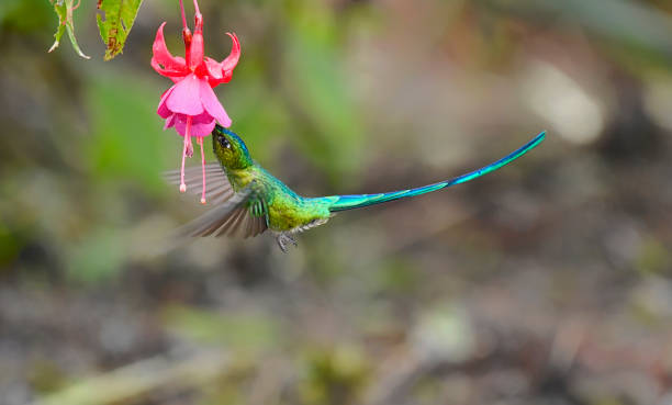 istock Long-tailed sylph hummingbird perching in flight at a pink flower 2172630231