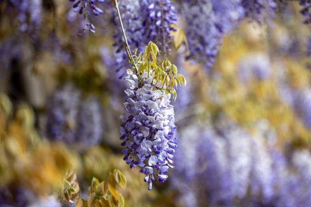 This is Wisteria sinensis, or Chinese wisteria, and the flowers normally come out in April. It grows up the wall of the Master's Lodge of Jesus College, Cambridge, England