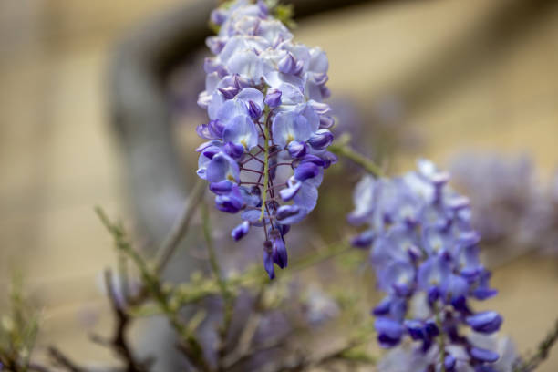 This is Wisteria sinensis, or Chinese wisteria, and the flowers normally come out in April. It grows up the wall of the Master's Lodge of Jesus College, Cambridge, England