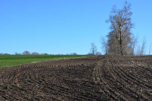 istock a plowed field with trees and clear blue sky in the background 2172631080