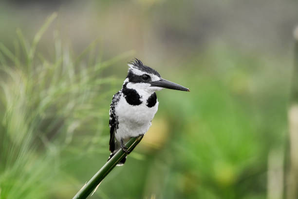 A Pied kingfisher is seen perching on a branch.  The small carnivorous bird is black and white in color.  In this photo, the bird is seen looking sideways.  The black beak is very long and powerful.  The background bokeh is partially depth of field blurred.