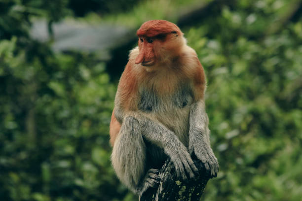 istock A proboscis monkey resting on a tree branch in Borneo's lush rainforest during a sunny afternoon 2172632735