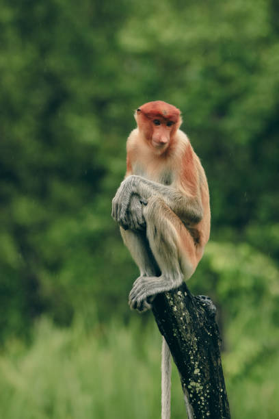 A proboscis monkey perches calmly on a tree stump, surrounded by the vibrant greenery of Borneo's rainforest, enjoying a peaceful moment amidst nature.