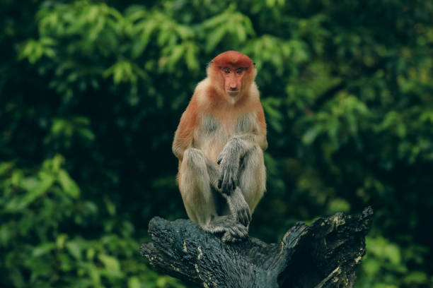 istock Proboscis monkey sitting calmly on a log in Borneo's lush rainforest during the afternoon 2172632737
