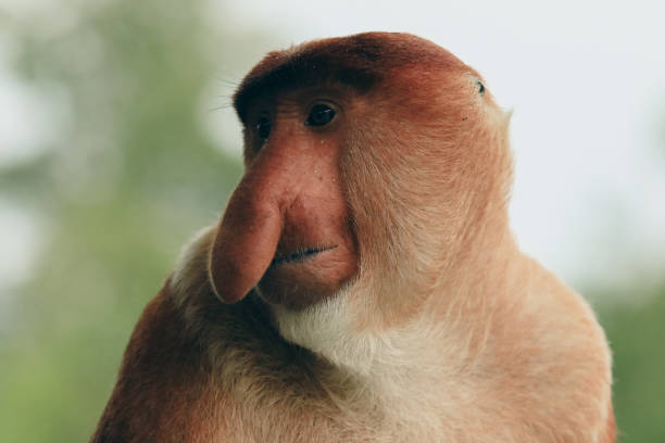 istock Close-up of a proboscis monkey in Borneo observing its surroundings during daylight hours 2172632765