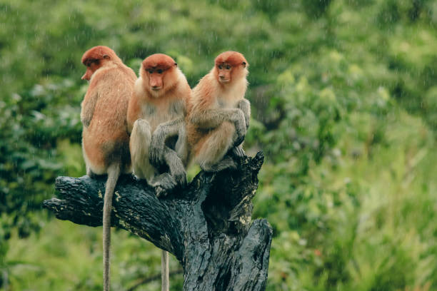 istock Unique proboscis monkeys resting on a tree trunk during a rain shower in Borneo's lush rainforest habitat 2172632823