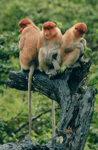 istock Three proboscis monkeys resting on a tree branch in the rainforests of Borneo during a humid afternoon 2172632824